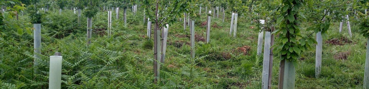 A field of young sapling trees 