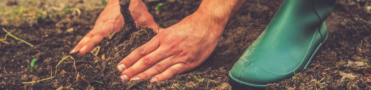 A close up of a man's hands planting a tree
